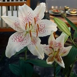 Lilium 'Muscadet', Lily 'Muscadet', Oriental Lily ''Muscadet', Summer flowering Bulb, mid summer lilies, late summer lilies, white lilies, Fragrant lilies